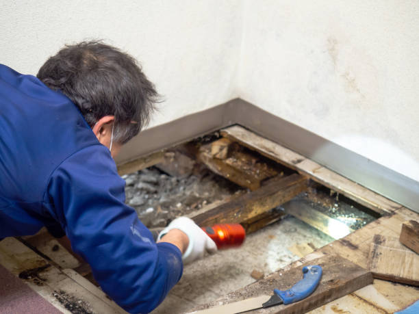 Mold Removal Process in Oakwood, GA