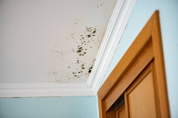 Best Mold Testing  in Oakwood, GA