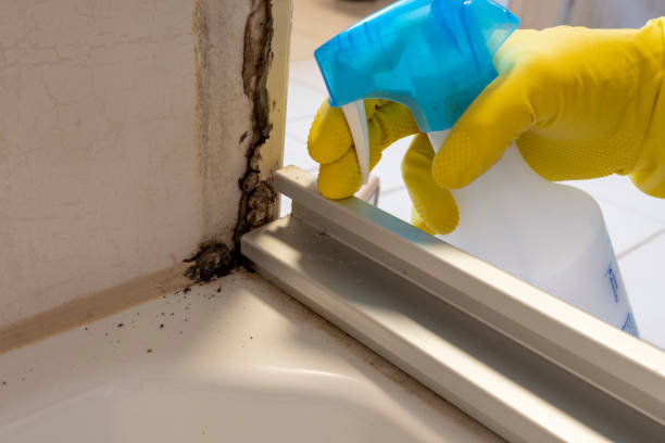 Best Black Mold Removal  in Oakwood, GA
