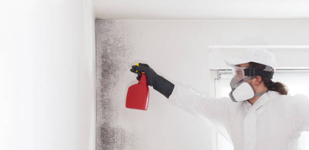 Best Best Mold Removal Companies  in Oakwood, GA