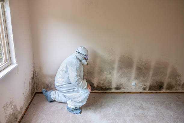 Trusted Oakwood, GA Mold Removal Experts