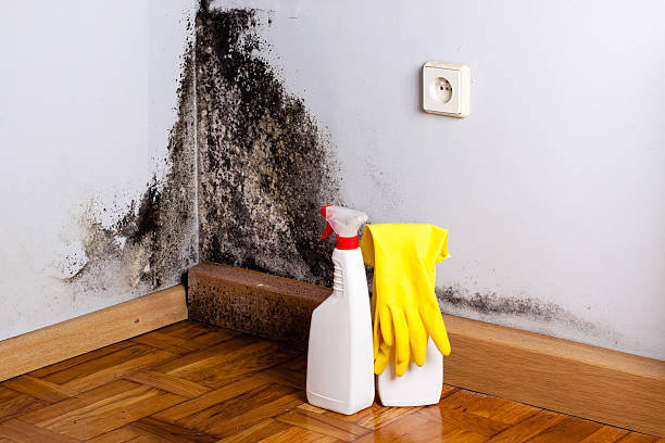 Best Same-Day Mold Removal  in Oakwood, GA