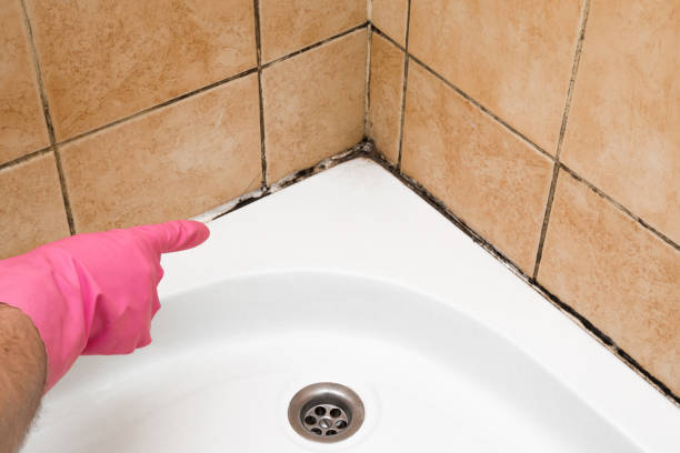Best Affordable Mold Removal  in Oakwood, GA